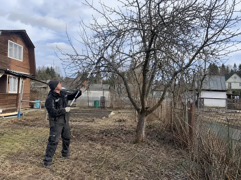 Аккуратная крона после обрезки до